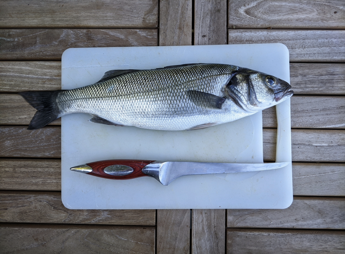 Whole Wild Cornish Bass (1.2kg) image 0